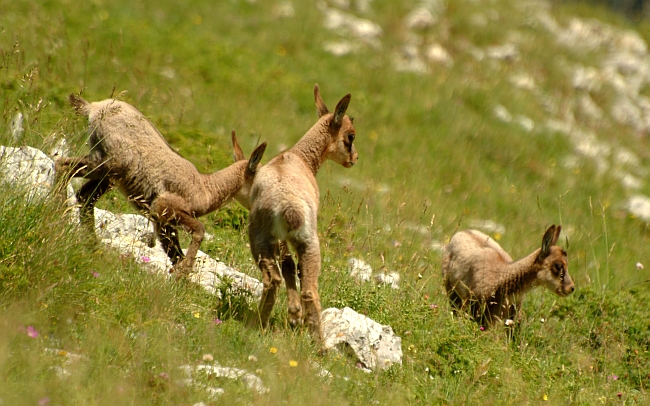 Camoscio d''Abruzzo Rupicapra pyrenaica ornata